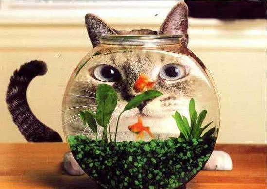 AMUSANT CE CHAT!