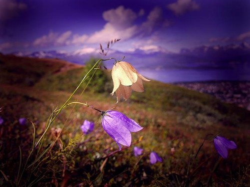 FLEURS SUR UN JOLI PAYSAGE